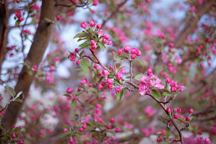 Crabapple in Spring I Photograph by Mary Lee Dereske
