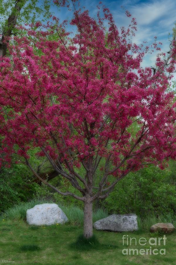 Crabapple in Steamboat Photograph by Veronica Batterson