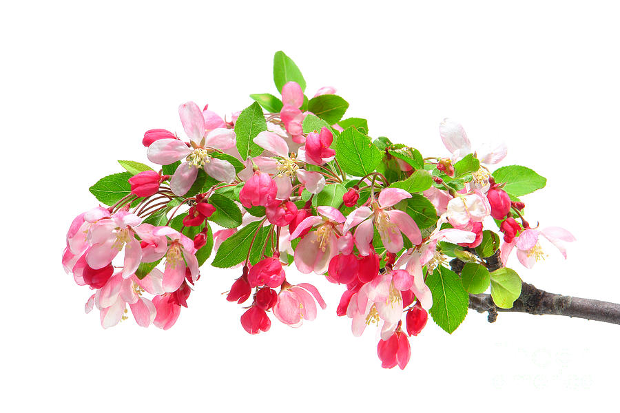 Crabapple Tree Flowers Blooming in Spring Isolated Photograph by Olivier Le Queinec