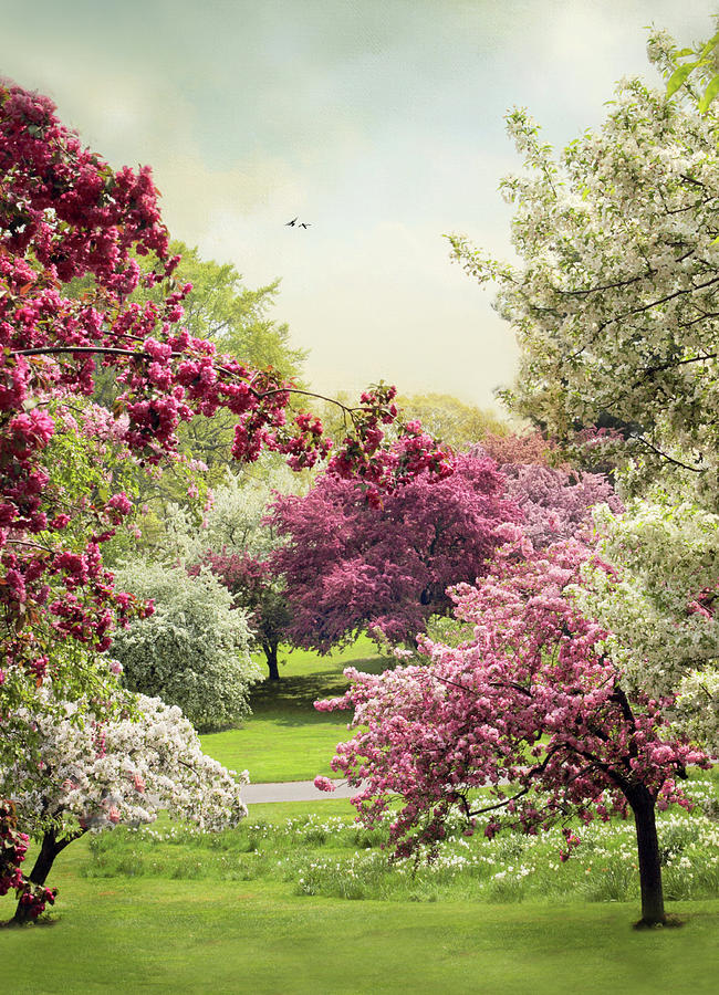 Crabapple Tree Grove Photograph by Jessica Jenney