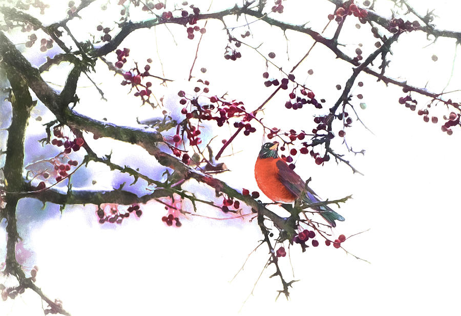 Crabapple Tree with Robin Photograph by Dennis Cox Photo Explorer