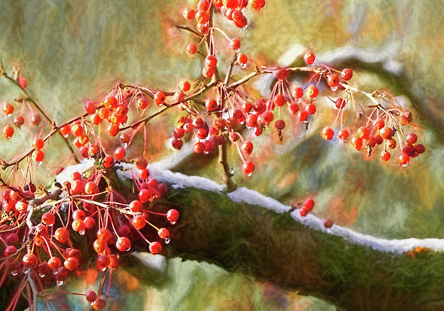 Crabapples on Snowy Day Photograph by Dennis Cox Photo Explorer
