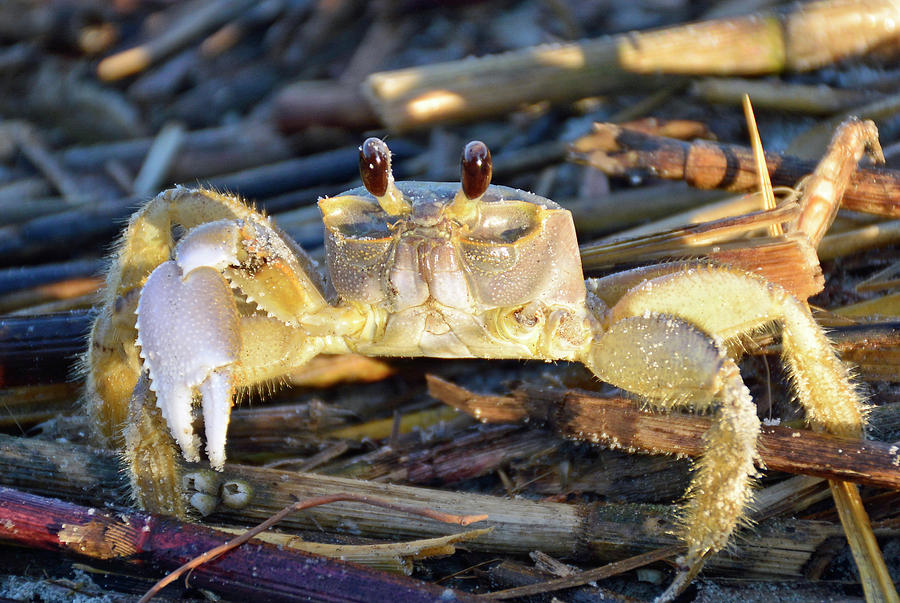 Crabby on Jekyll Island Photograph by Bruce Gourley - Fine Art America