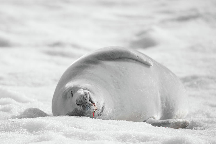 Crabeater Seal Frozen Drool Pile BW-SC Photograph by Jeff at JSJ Photography