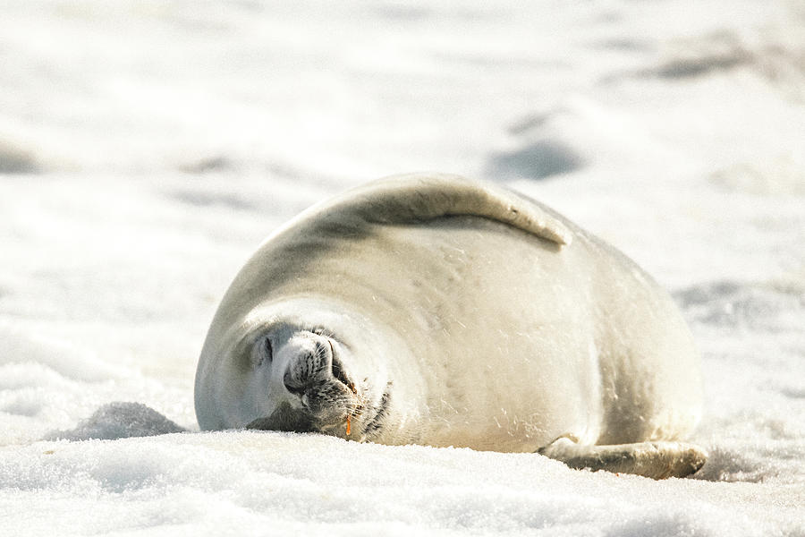 Crabeater Seal Frozen Drool Pile Raw Color Photograph by Jeff at JSJ Photography