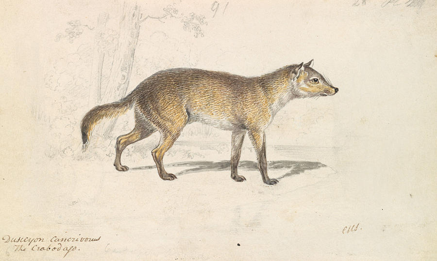 Crabodago Aguara Fox Drawing by Charles Hamilton Smith