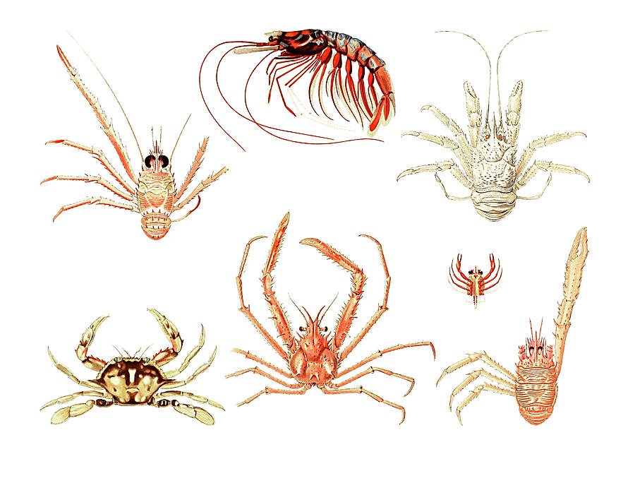 Fish Drawing - Crabs and shrimps  by Mango Art
