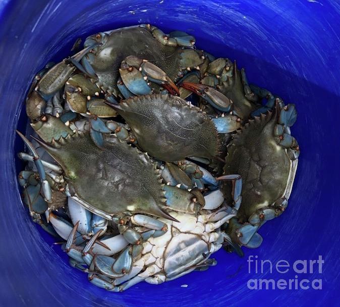 Crabs Photograph by Catherine Wilson