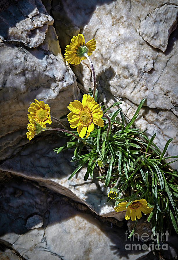 Crack Flowers Photograph by Jon Burch Photography