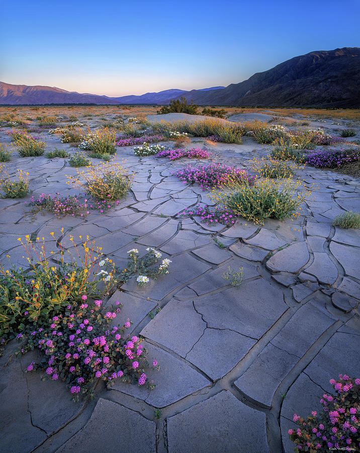 Cracked Playa And Flowers Photograph by Kirk Owens - Fine Art America