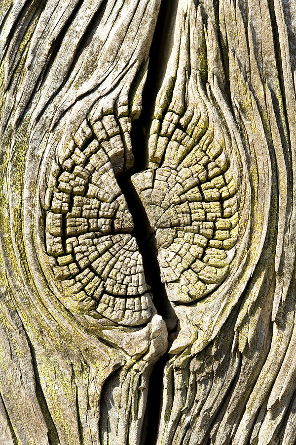 Cracked tree trunk Photograph by STOCK4B Creative