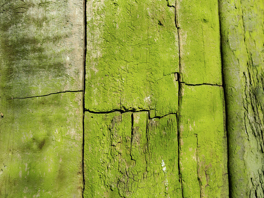 Cracked Tree Trunk With Green Lichen Photograph