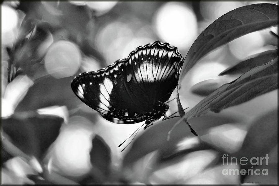 Cracker Butterfly in Black and White Photograph by Sandra Huston