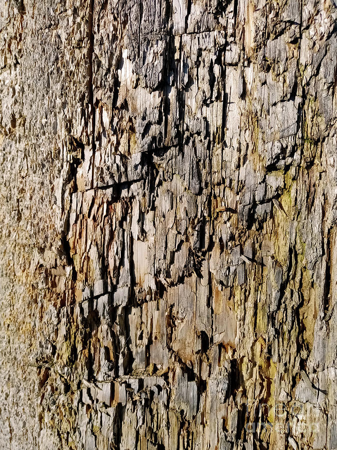 Crackled Wood Texture Photograph
