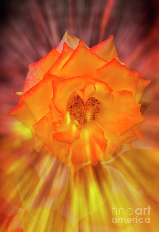 Cracklin Rose Photograph by Al Bourassa