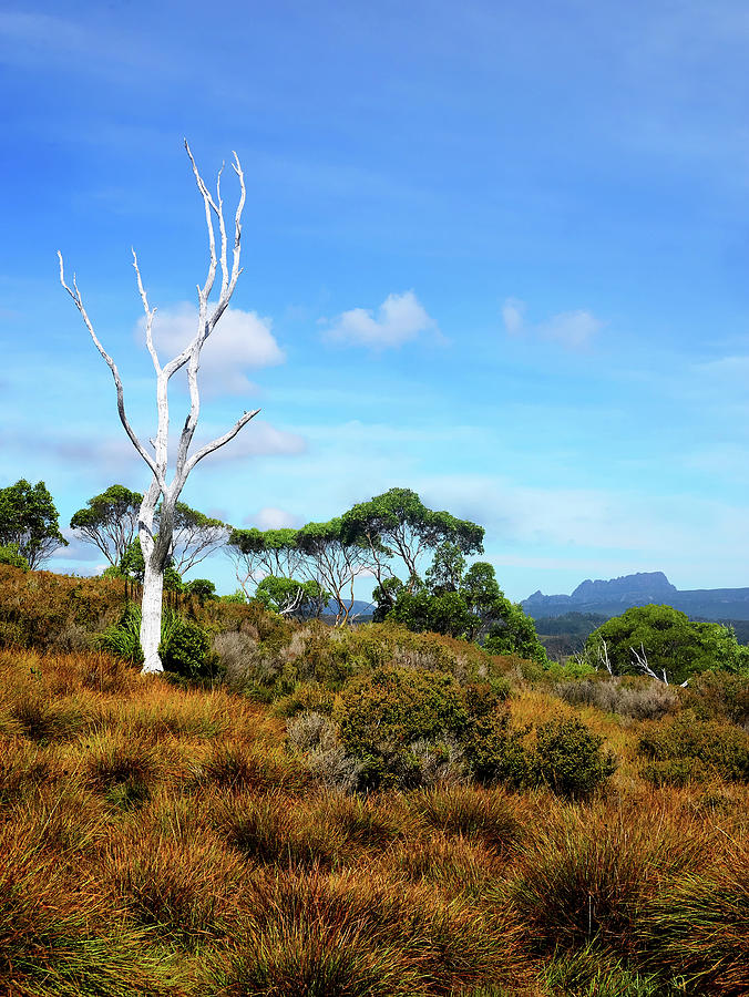 Cradle Mountain and Tree Photograph by Lexa Harpell