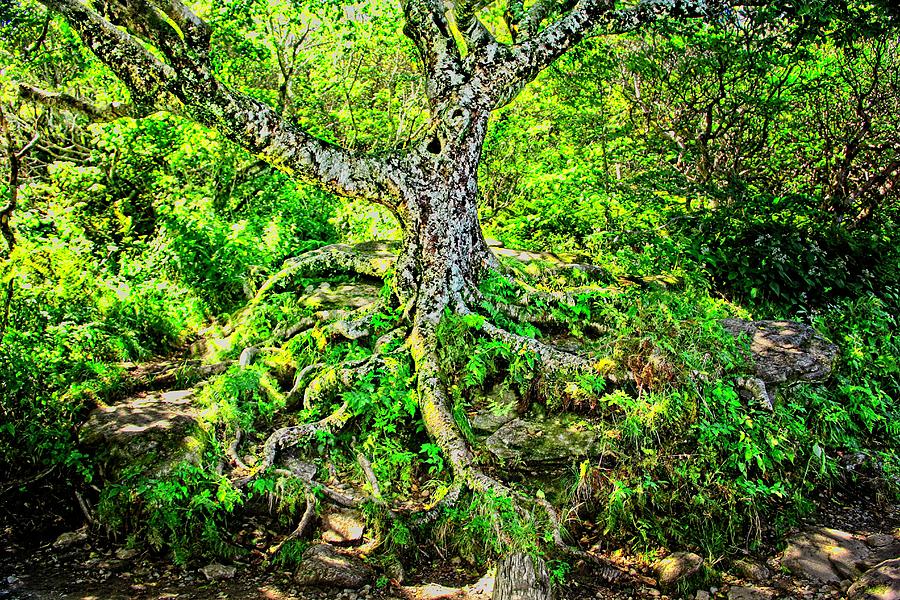 Craggy Pinnacle Trail Tree Photograph by Allen Nice-Webb