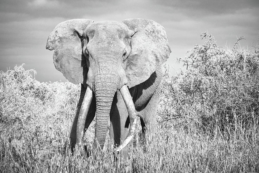 Craig the Big Tusker #3 Photograph by Ewa Jermakowicz