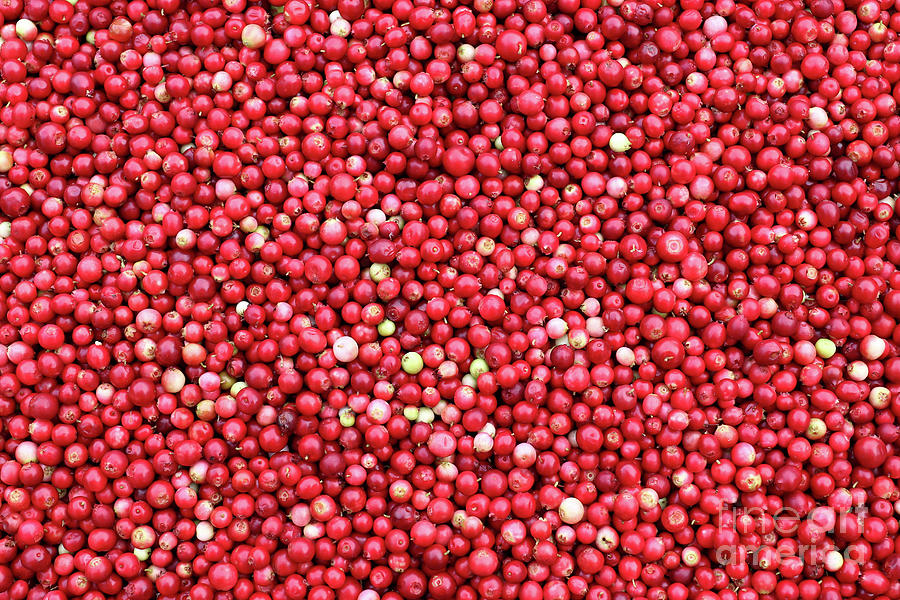 Cranberries - small red acid berries used in cooking Photograph by Michal Boubin