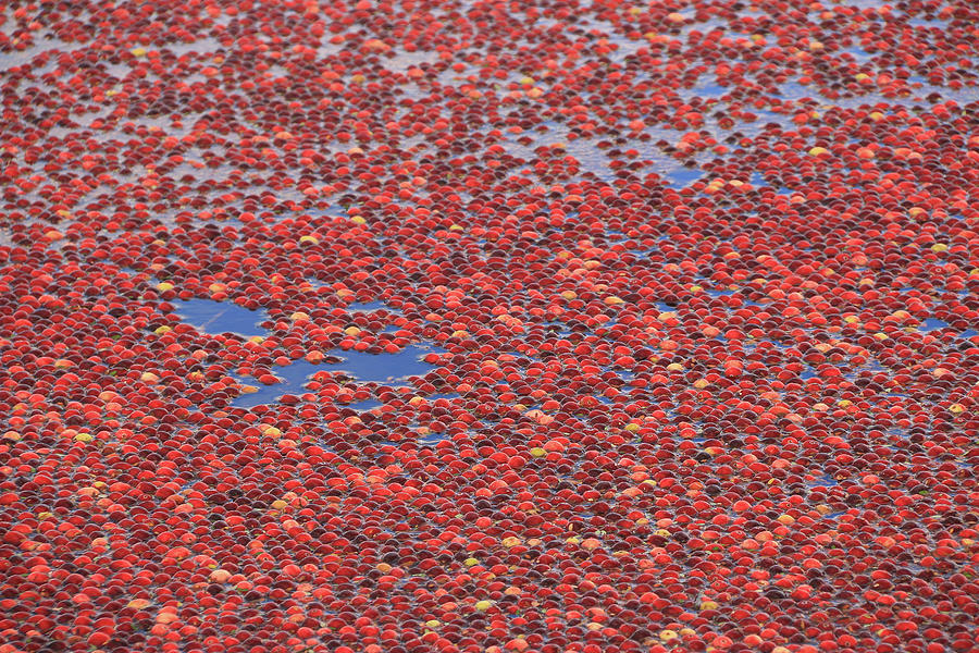 Cranberry Bog Photograph by Allen Beatty