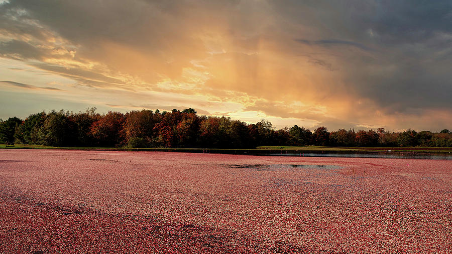 Sunset Photograph - Cranberry Bog at Sunset by Mountain Dreams