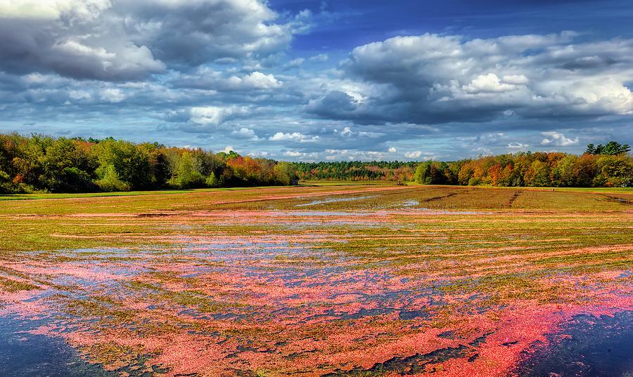 Tree Photograph - Cranberry Bog by Mountain Dreams