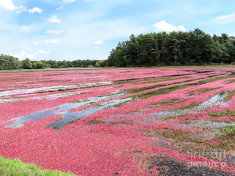 Cranberry bog Rochester Massachusetts Photograph by Janice Drew