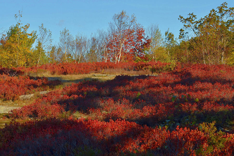 Cranberry Fields In Autumn Photograph by Stephen Vecchiotti