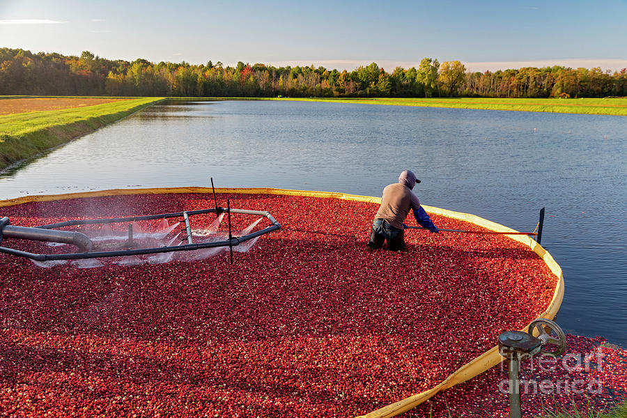 Cranberry Harvest Photograph by Jim West