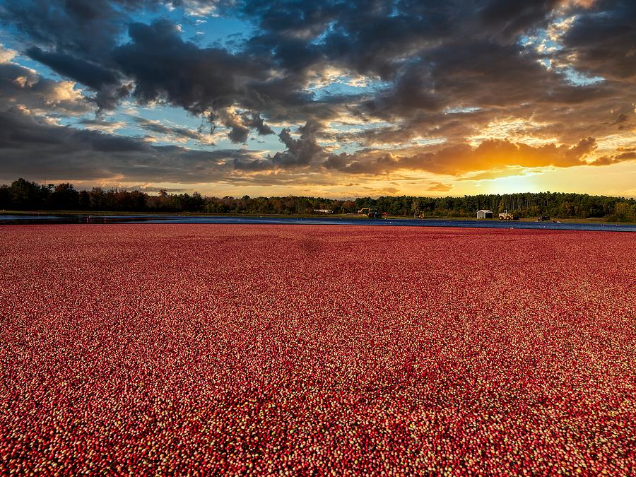 Tree Photograph - Cranberry Heaven by Mountain Dreams
