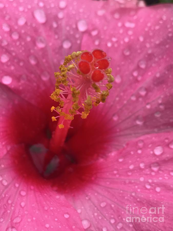 Cranberry Hibiscus  Photograph by Nona Kumah