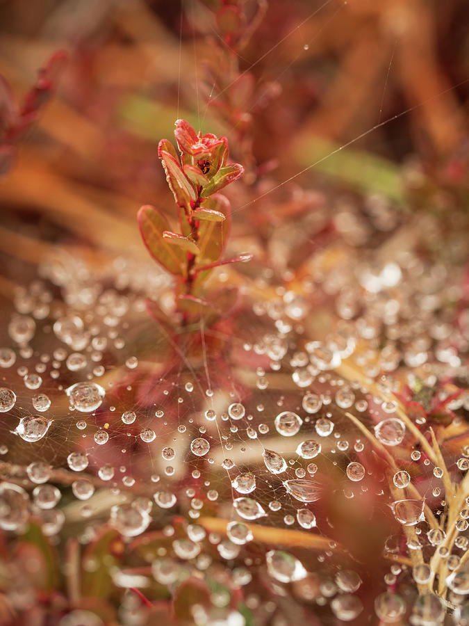 Cranberry Peaking From A Spider Web Photograph by Kristia Adams