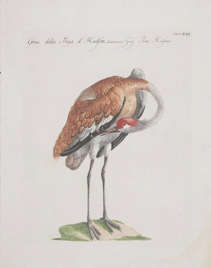 Crane - c. 1767 Digital Art by Kim Kent