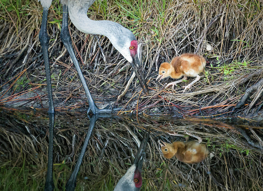 Crane and Chick Photograph by Fran Gallogly