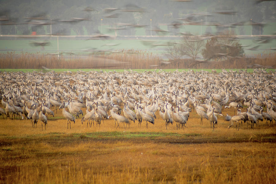 Crane birds in Agamon Hula bird refuge Photograph by Ran Dembo - Fine ...