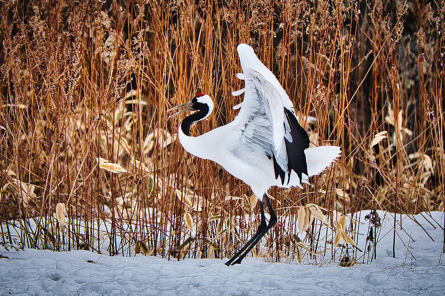 Crane by the Reeds - Japan Photograph by Stuart Litoff