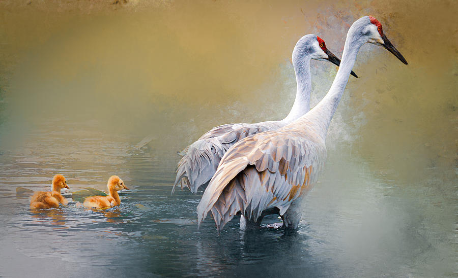 Crane Family Goes For A Swim 2 Photograph by Susan Molnar