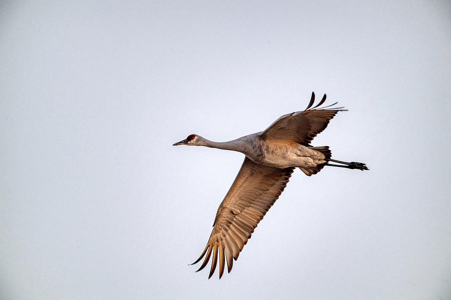 Crane Flying Photograph by Paul Freidlund