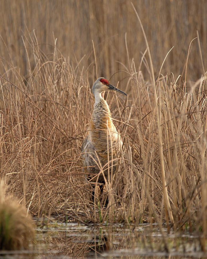 Crane going hunting. Photograph by Adam Cimochowski Fine Art America