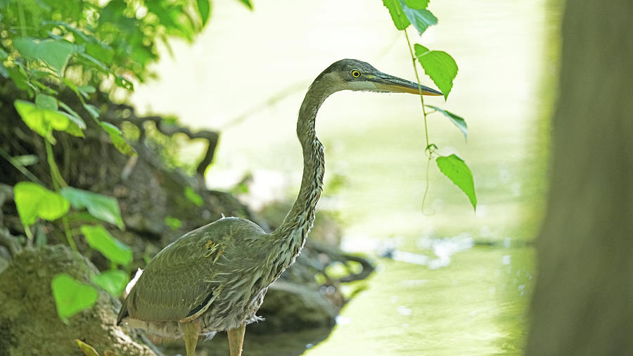 Crane Photograph by Greg Boutz - Fine Art America