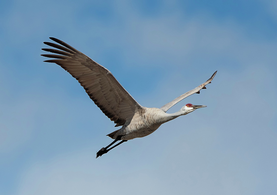 Crane in the Clouds Photograph by Loree Johnson - Fine Art America