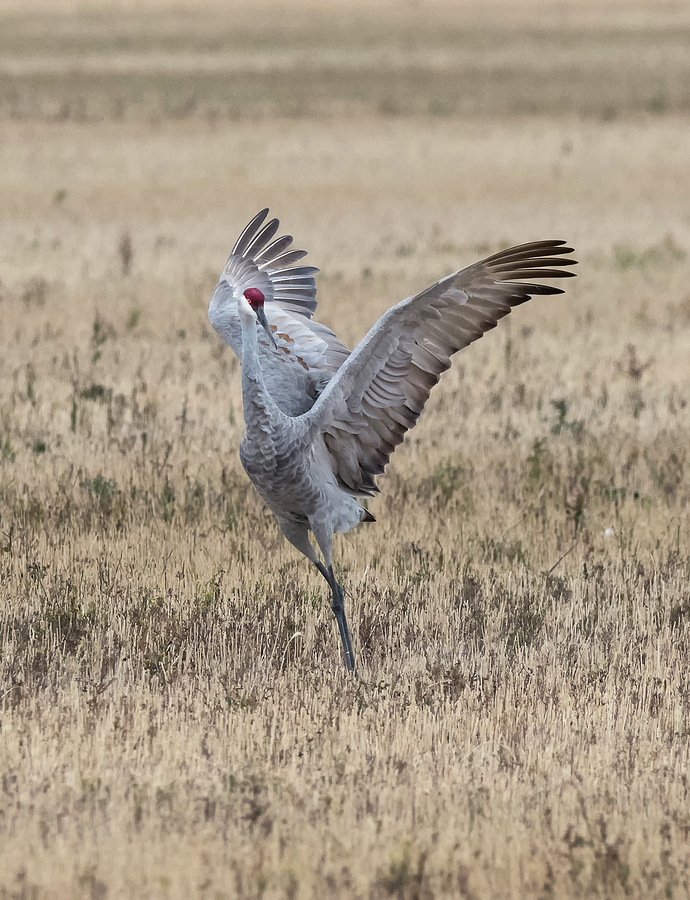 Crane Leap Photograph by Loree Johnson - Fine Art America