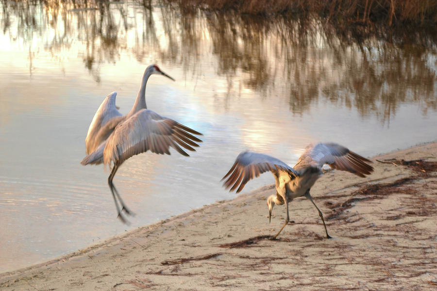 Crane Mating Dance #1 Photograph by Jerry Griffin