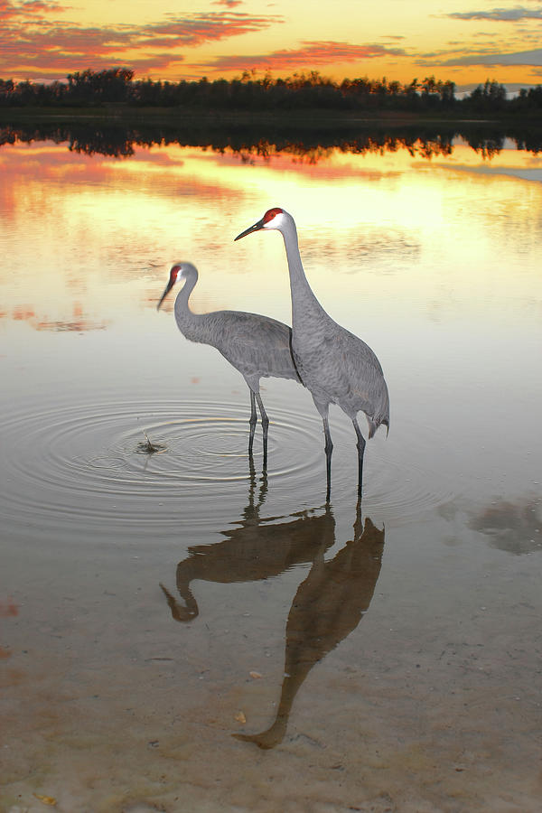 Crane Reflections Photograph by Jerry Griffin