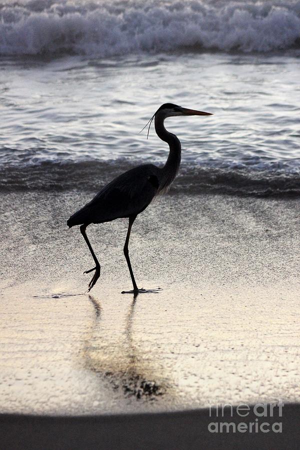 Crane Silhouette Photograph by Mesa Teresita - Fine Art America