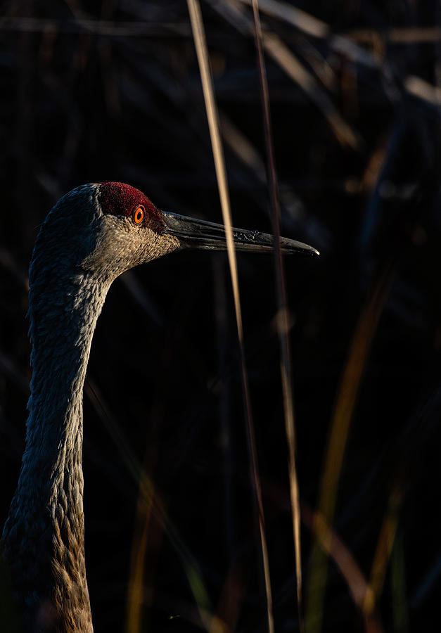 Crane Sunrise Photograph by Eric Miller