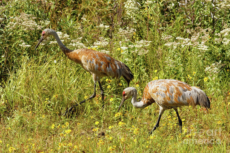 Crane Photograph - Crane Walking in Sherburne National Wildlife Refuge by Natural Focal Point Photography