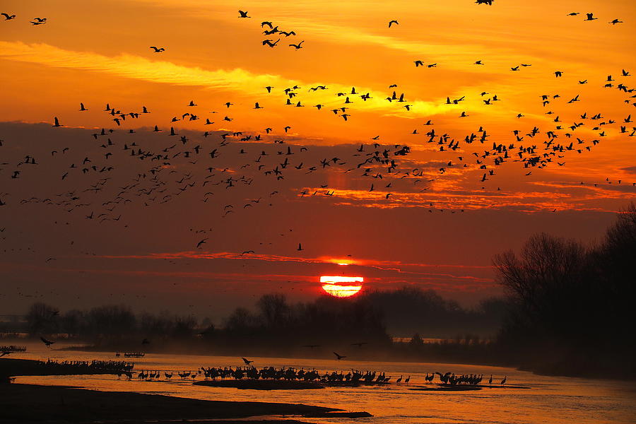 Cranes 20 Photograph by Scott M Hughes Soggy Moose Photography Fine