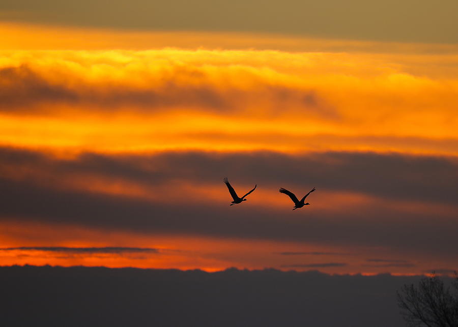 Cranes 47 Photograph by Scott M Hughes Soggy Moose Photography Fine