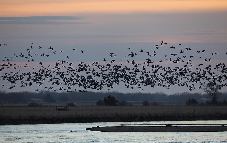 Cranes 52 Photograph by Scott M Hughes Soggy Moose Photography Fine